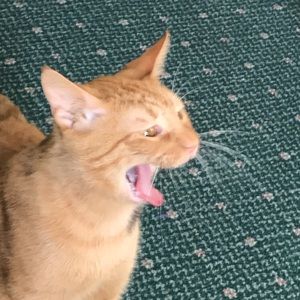 Meet your Posher, Aurora